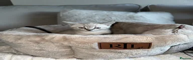 Suki