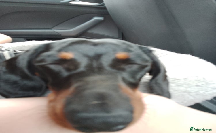 Miniature Dachshund dogs - Advert 2