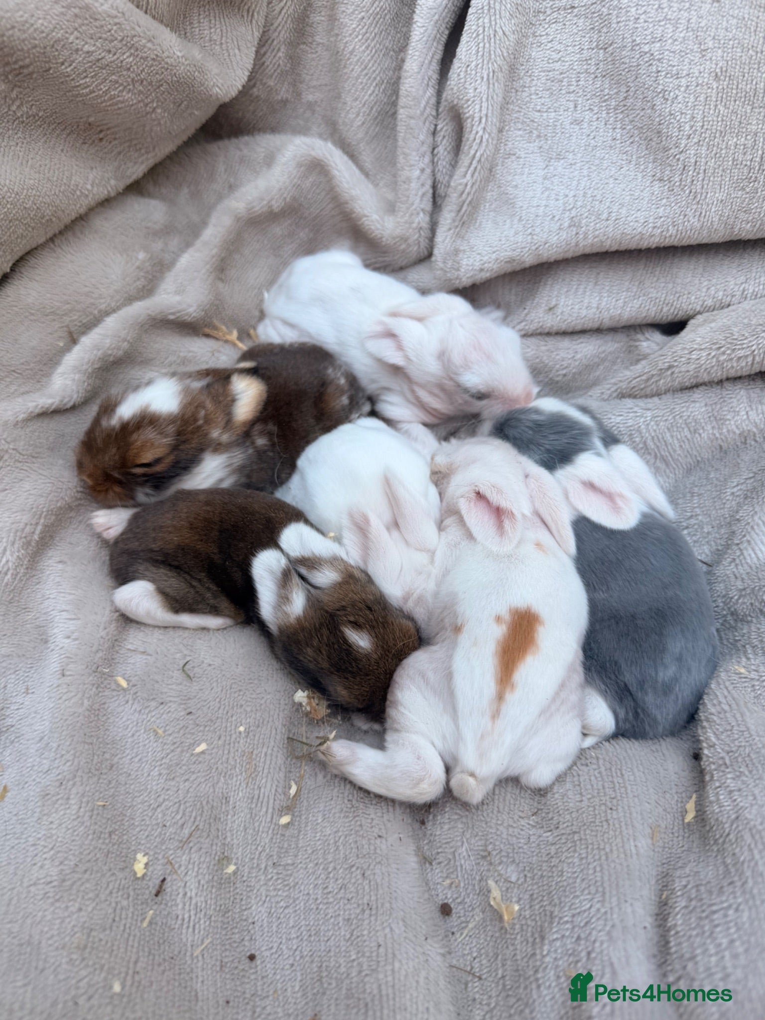Lionhead rabbits Mixed litter Lionheads - Advert 5