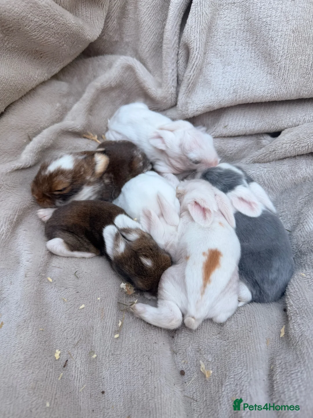 Lionhead rabbits for sale: Mixed litter Lionheads - Advert 1