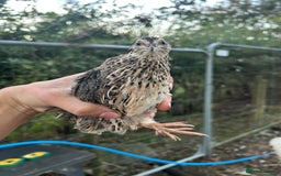 Mixed Breed poultry for sale: Selection of Poultry Available (See description) - Image 9