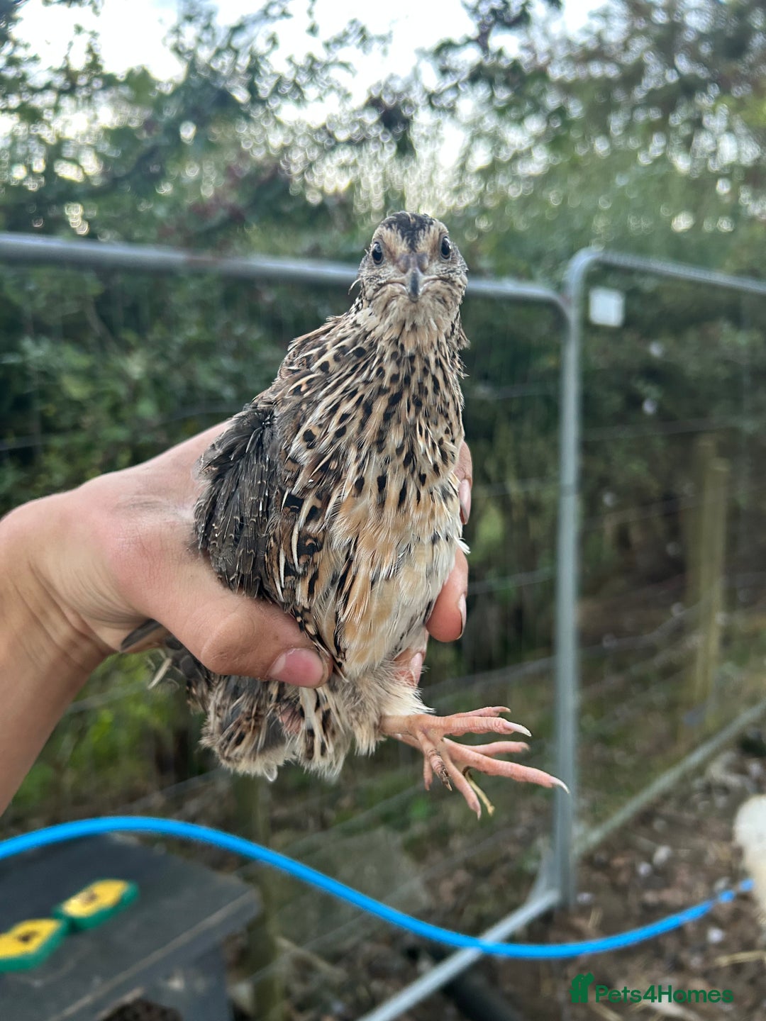 Mixed Breed poultry for sale: Selection of Poultry Available (See description) - Image 9