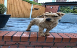 Patterdale Terrier dogs for sale: Chocolate Patterdale terriers  - Image 12