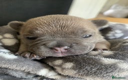 French Bulldog dogs for sale: Our little Aida - new loving family home  - Image 12