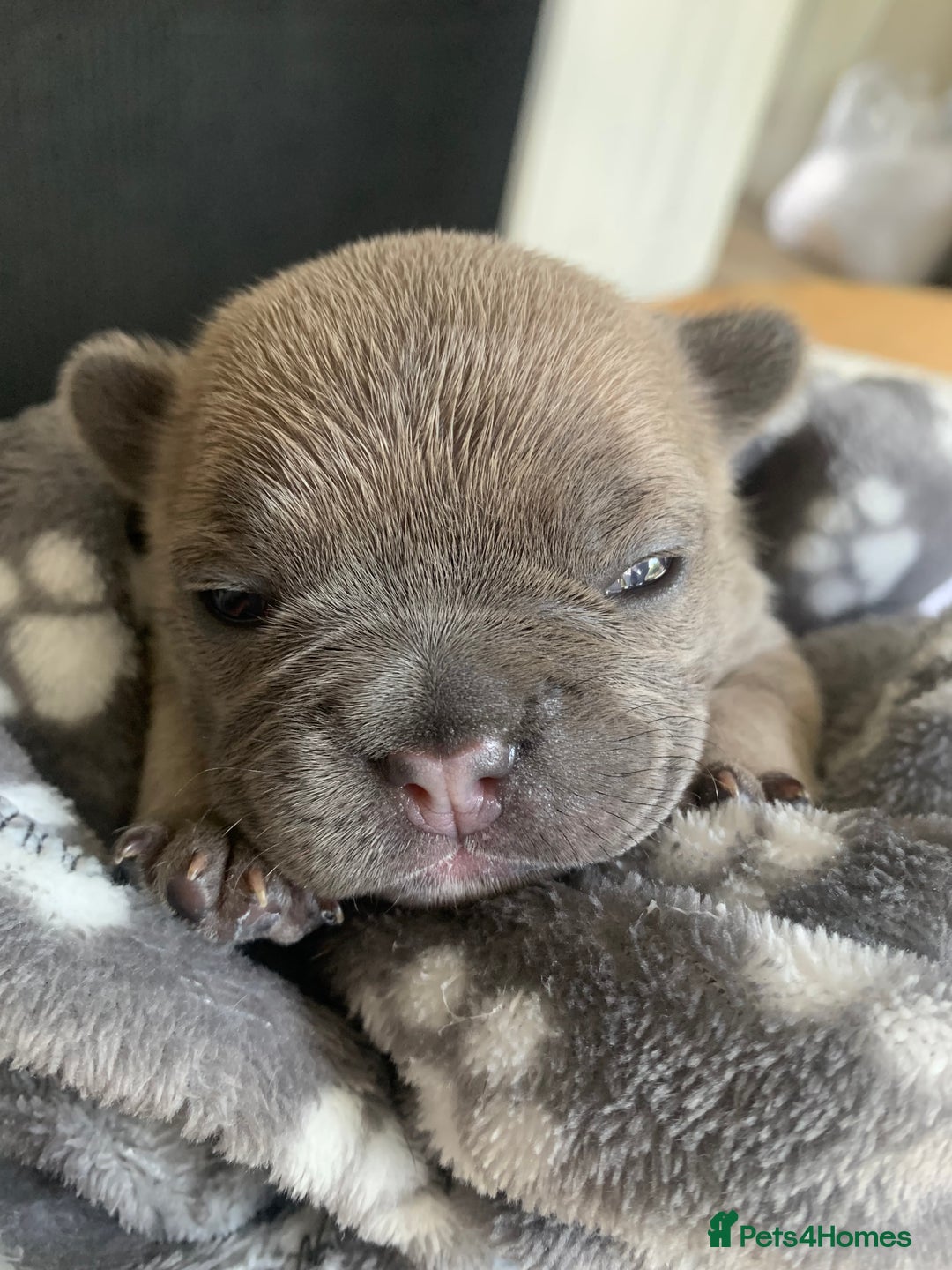 French Bulldog dogs for sale: Our little Aida - new loving family home  - Image 12