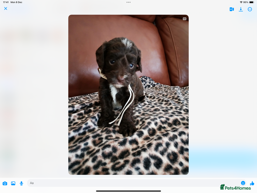 Mixed Breed dogs for sale: COCKALIERPOOS - Advert 8