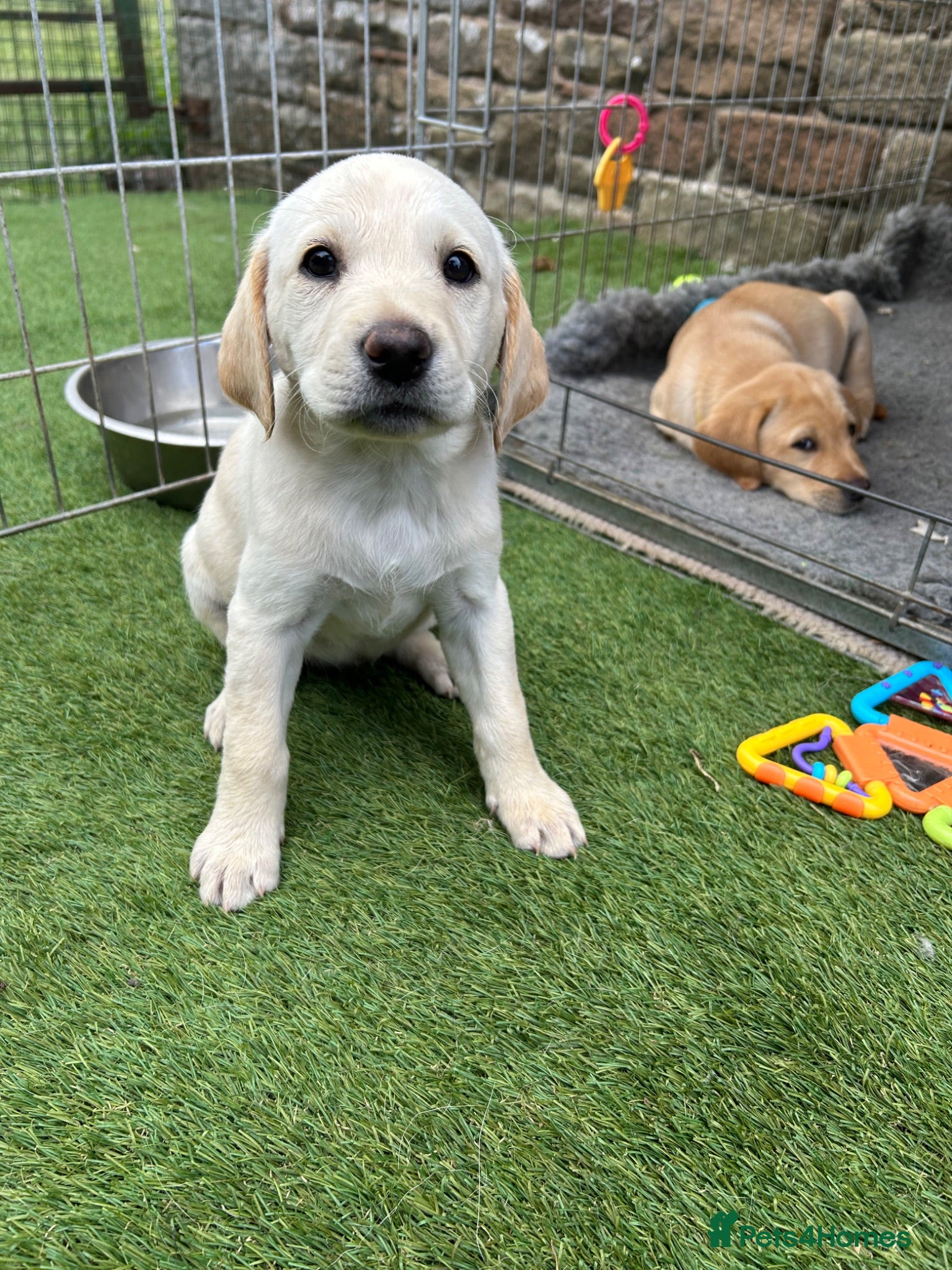 Labrador Retriever dogs Champagne girl; ready 31st July.  - Advert 2