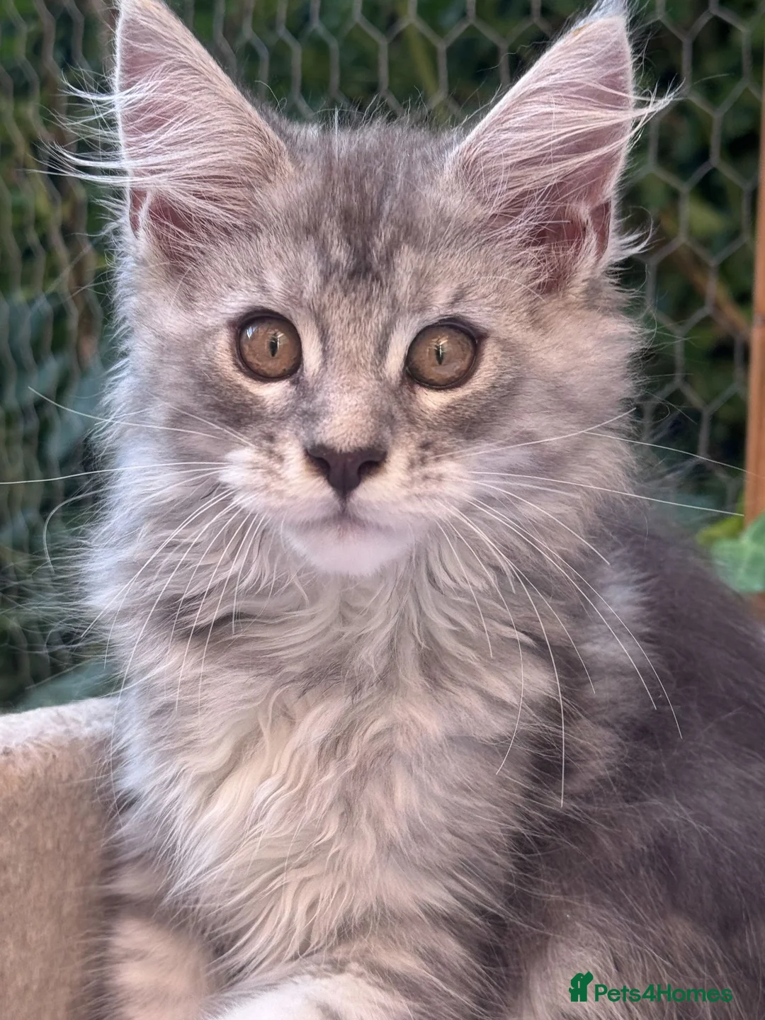 Maine Coon cats for sale: Amazing Maine Coon Cats from the Grand Champion  - Advert 9