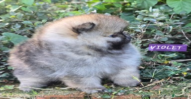 Pomeranian dogs - Advert 4