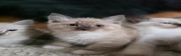 Ragdoll cats for sale: Beautifull Ragdoll Kittens - Ready Now! - Advert 15