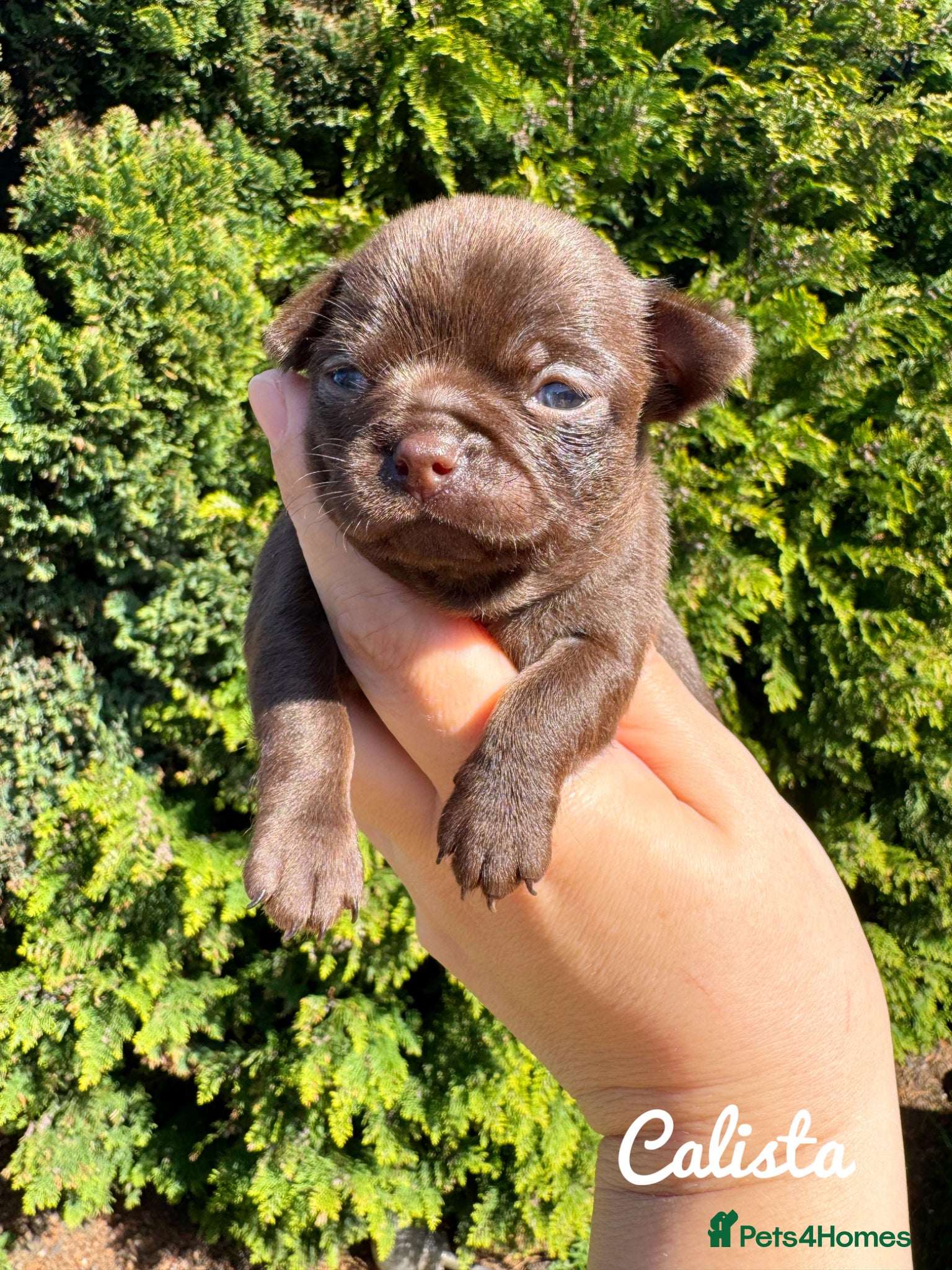 Chihuahua dogs Chihuahua puppies chocolate merle  - Advert 1