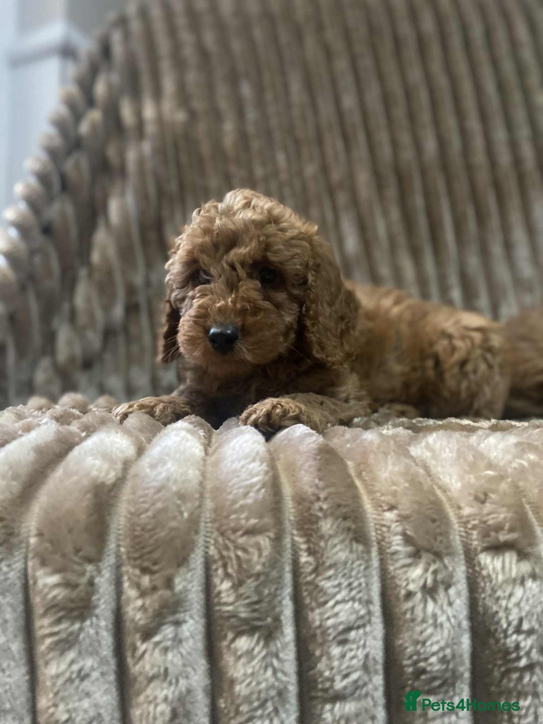 Cockapoo dogs for sale: Beautiful cockapoo’s - Image 8