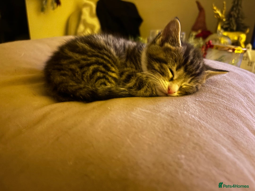 Mixed Breed cats for sale: Stunning kittens 🐱🐱🐱🐱 - Advert 7