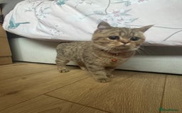 British Shorthair cats for sale: Black Golden Shaded Torbie - Image 2