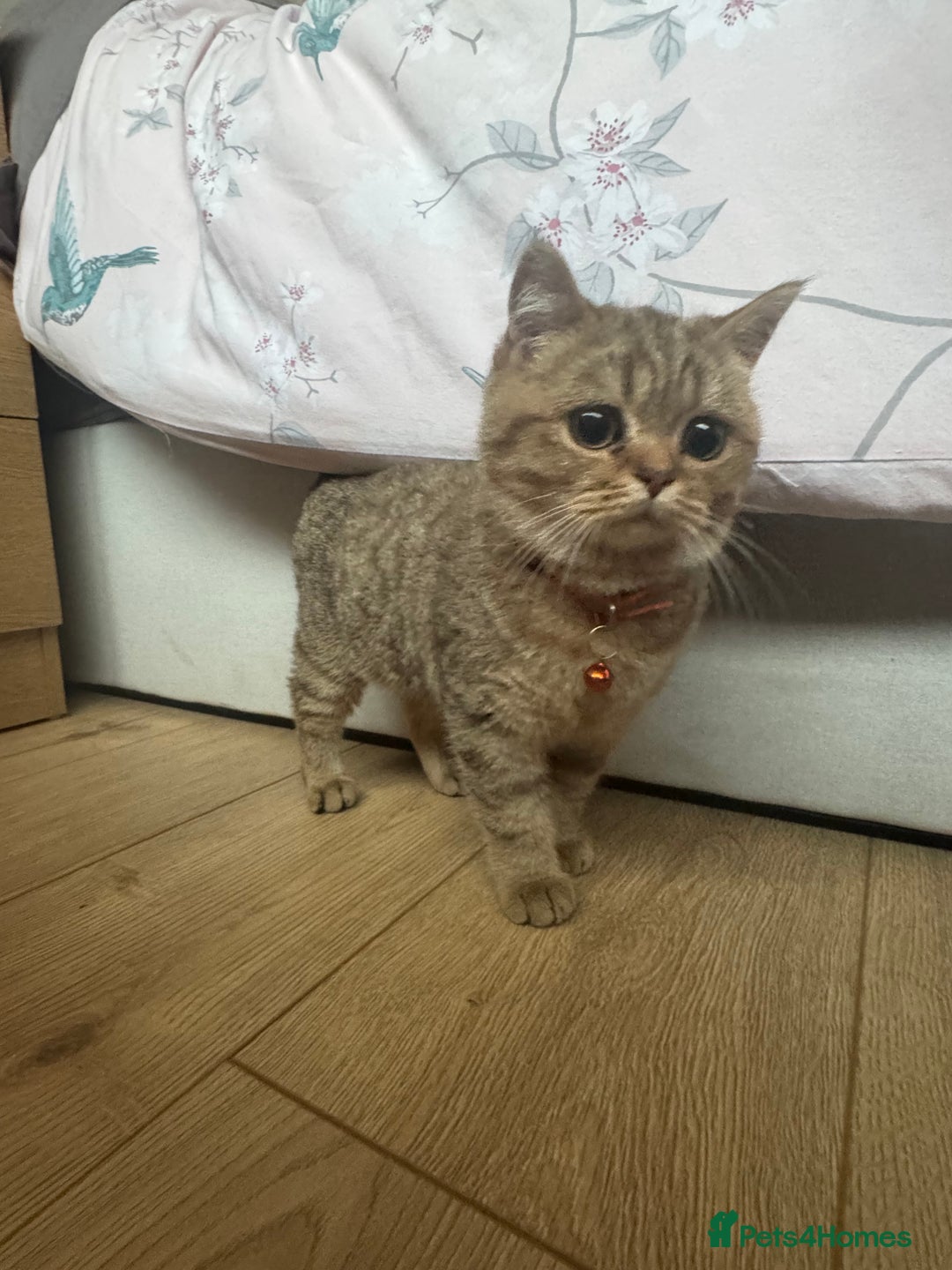 British Shorthair cats for sale: Black Golden Shaded Torbie - Image 2