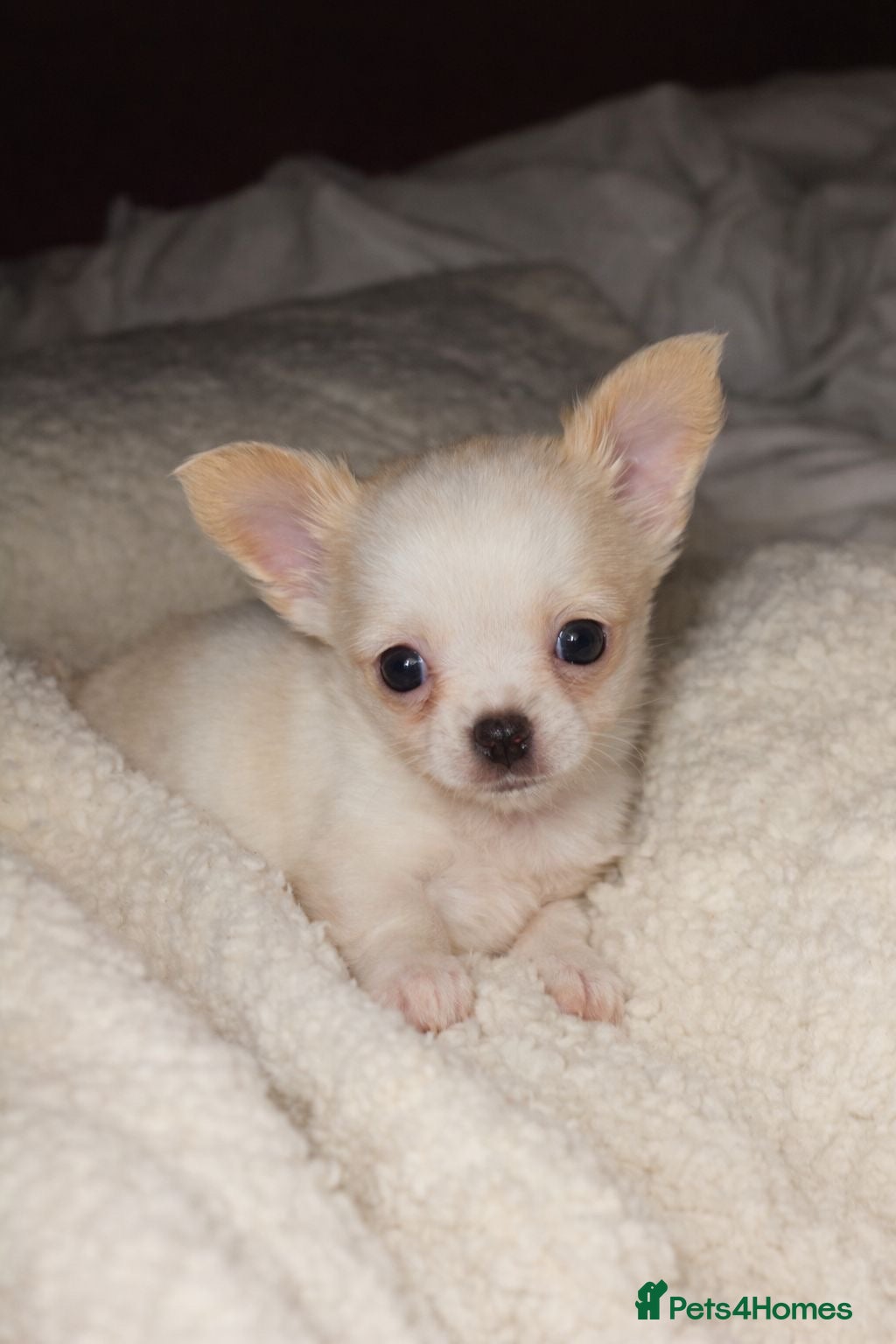Chihuahua dogs 3tiny treasures looking for loving homes  - Advert 4
