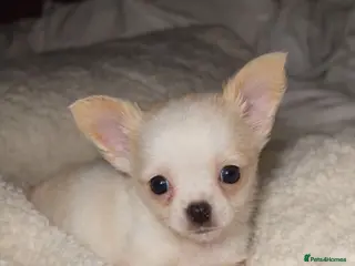 Chihuahua dogs 3tiny treasures looking for loving homes - Advert 9