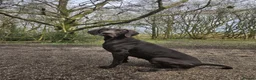 German Shorthaired Pointer dogs for sale: German Shorthaired Pointer Puppies  - Advert 3