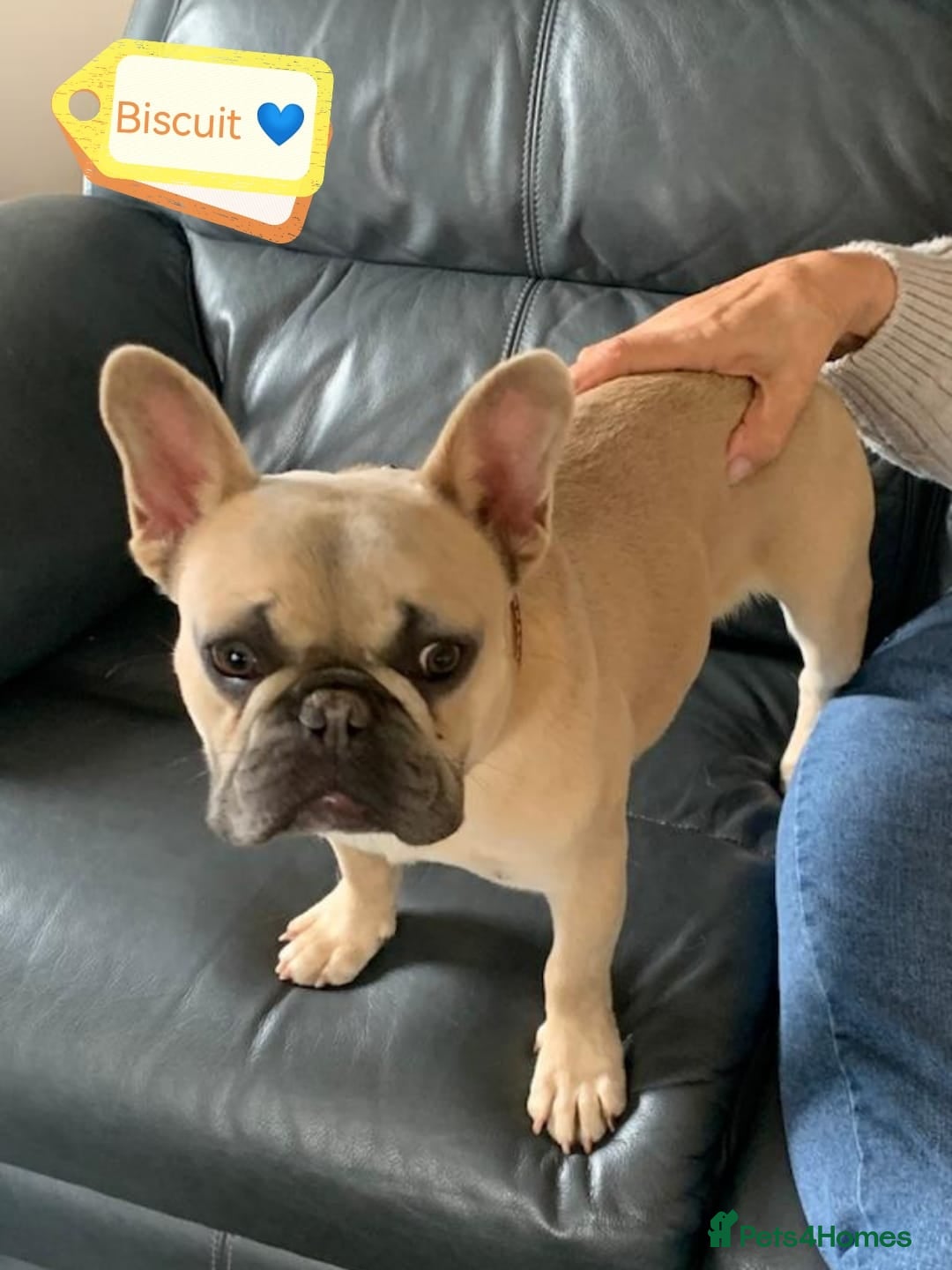 French Bulldog dogs for adoption: 💙 BISCUIT -sweet  11 months boy(neutered)💙 - Image 1