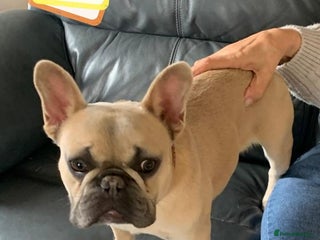 French Bulldog dogs - Advert 17