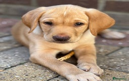 Labrador Retriever dogs for sale: WORMAGS KC REGISTERED LAST LABRADOR PUPPY - Image 1