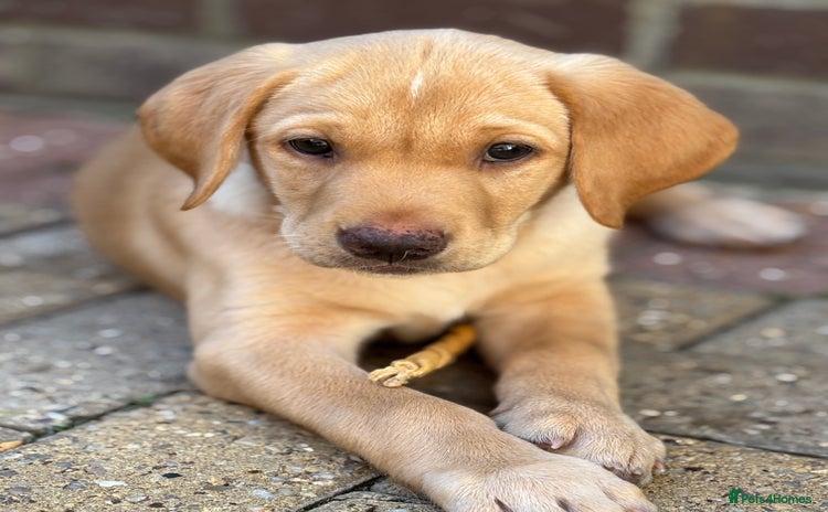 Labrador Retriever dogs - Advert 15
