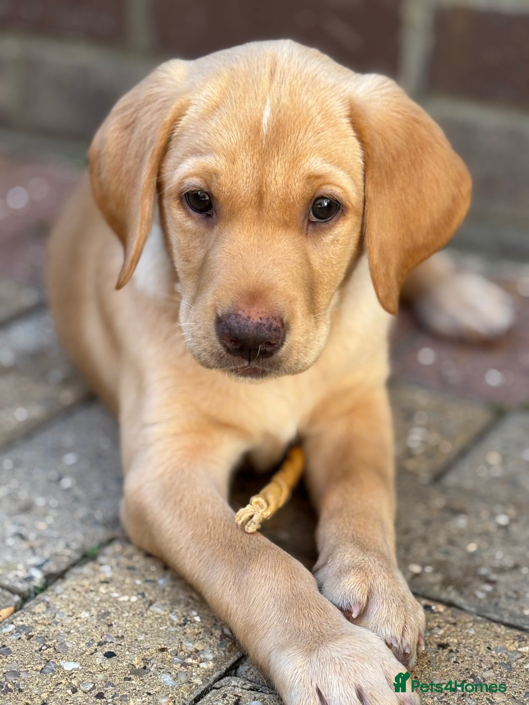 Labrador Retriever dogs for sale: WORMAGS KC REGISTERED LAST LABRADOR PUPPY - Image 1
