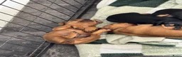 Miniature Pinscher dogs for sale: ALL RESERVED Miniature Pinscher Pups - Advert 16