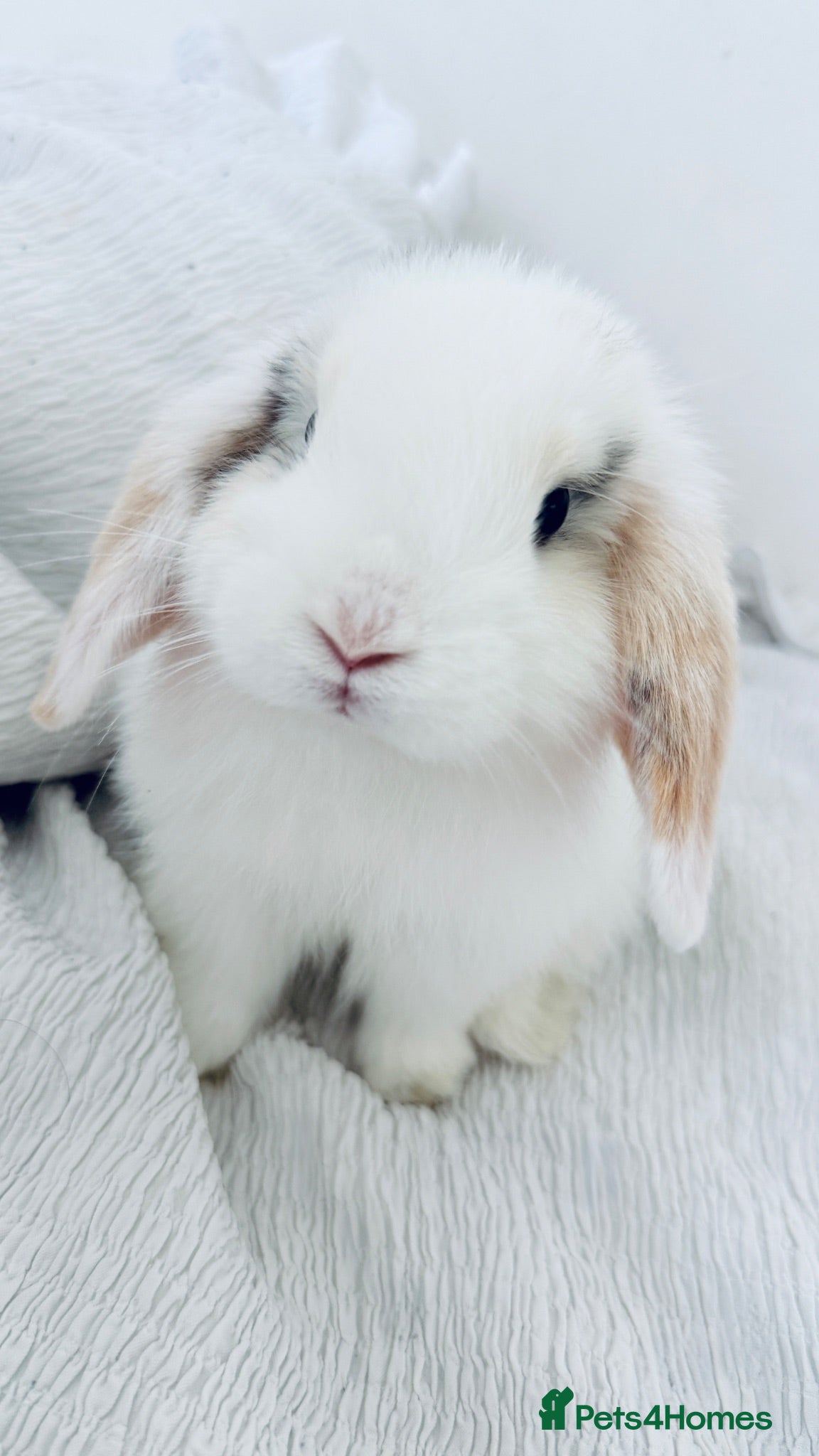 Mini Lop rabbits 2 mini lop male  - Advert 1