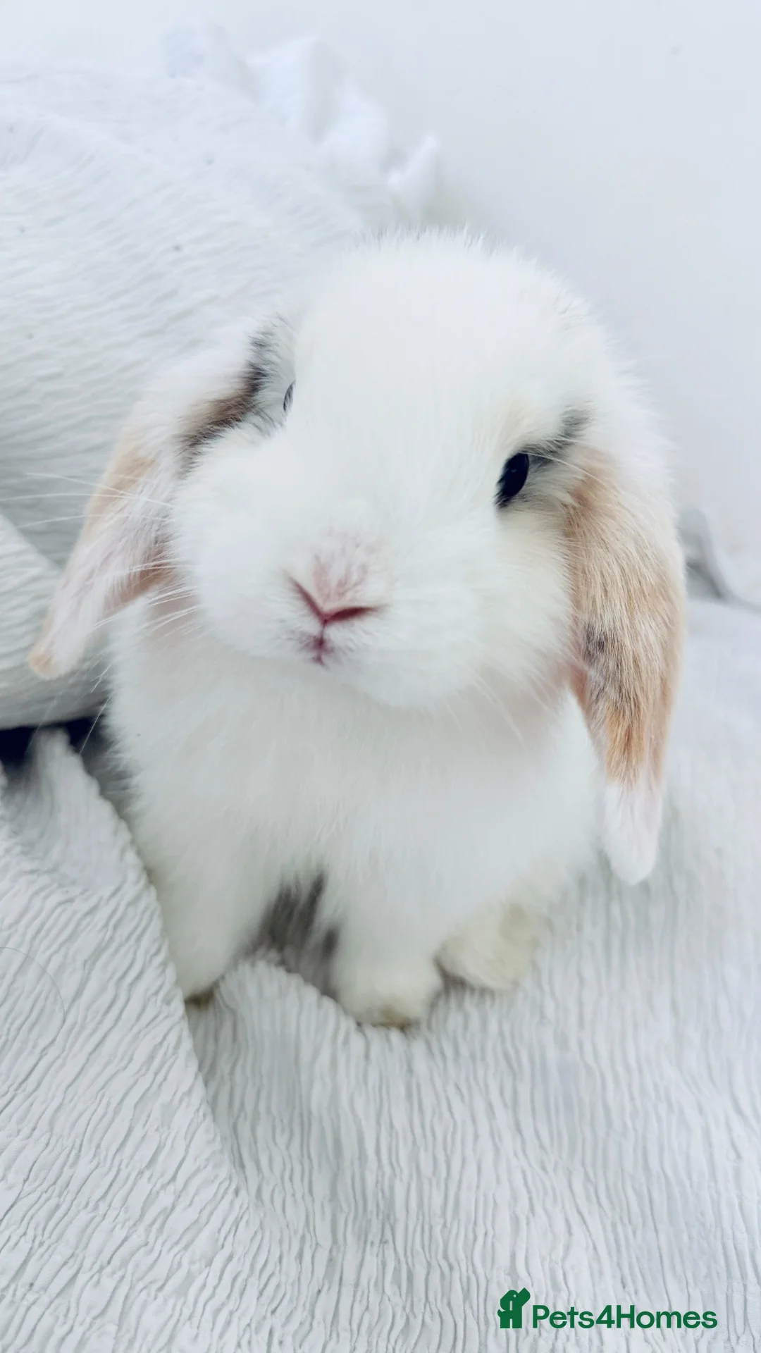 Mini Lop rabbits for sale: 2 mini lop male  in Wisbech - Advert 1