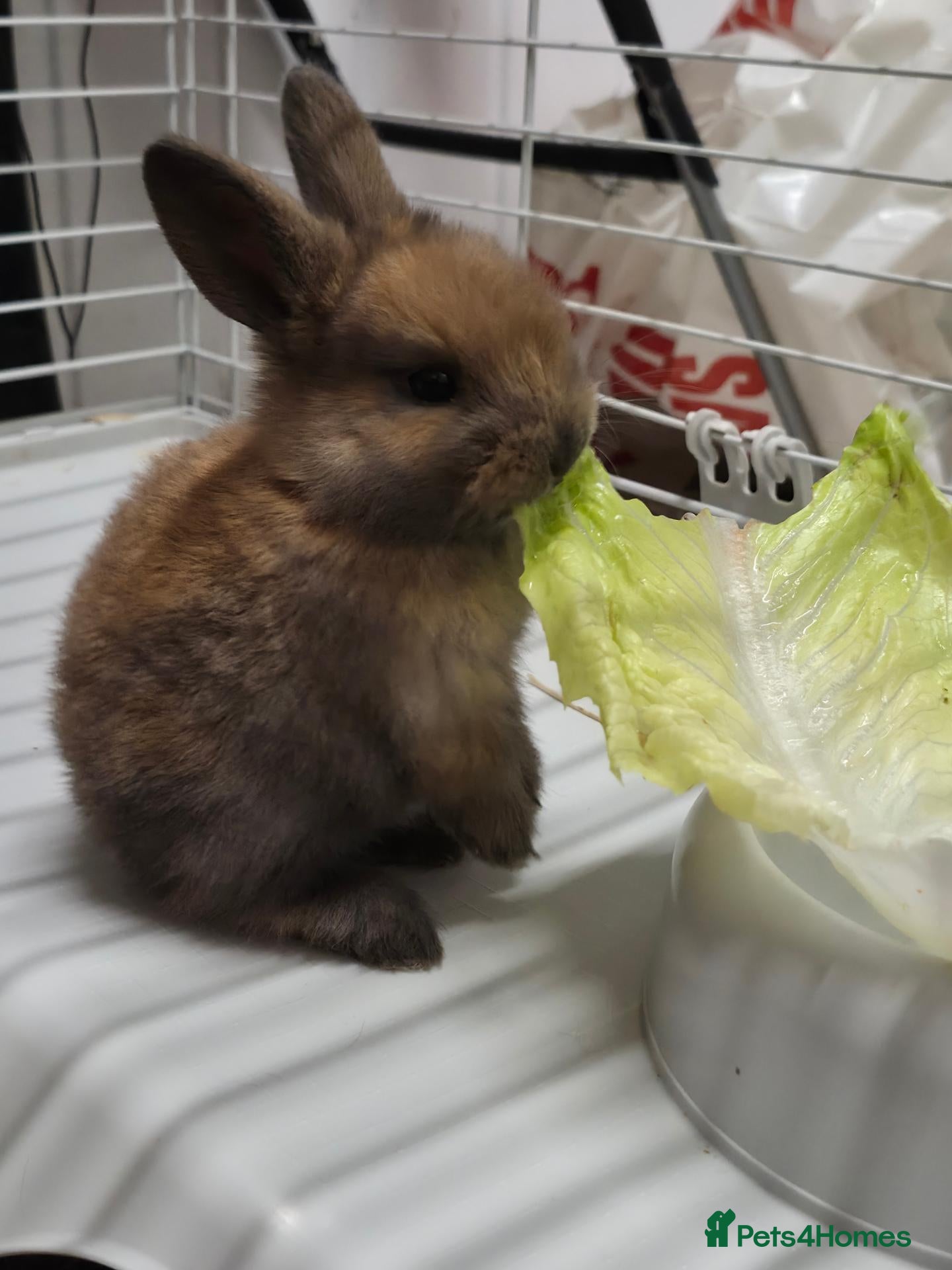 Mixed Breed rabbits 4 Hazel brown baby rabbits - Advert 1