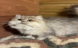 British Longhair cats for sale: Gorgeous Gccf female British Longhairs - Image 3