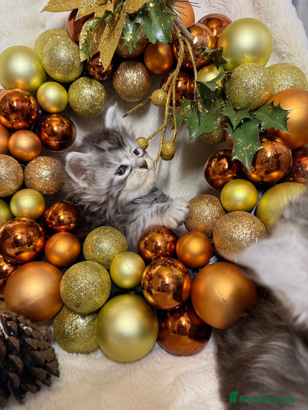 Maine Coon cats for sale: 🏅❤️Champ blood beautiful Mainecoone kittens 🏅 - Advert 5