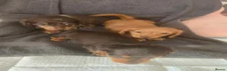 Dachshund dogs for sale: Miniature long haired  - Advert 4