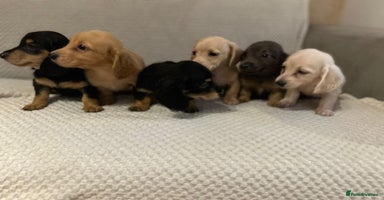 Miniature Dachshund dogs - Advert 2