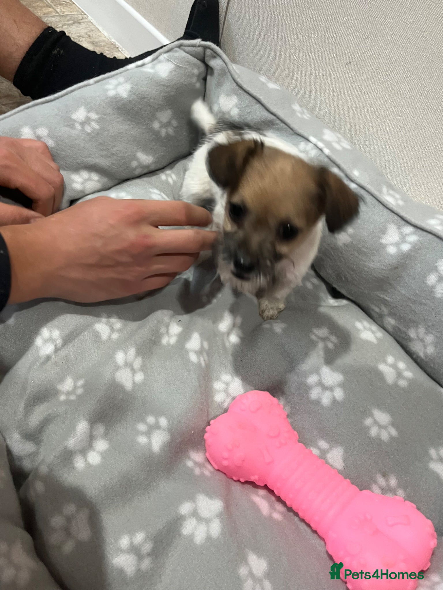 Jack Russell dogs for sale: Gorgeous tiny Jack Russell‘s in High Wycombe - Advert 22