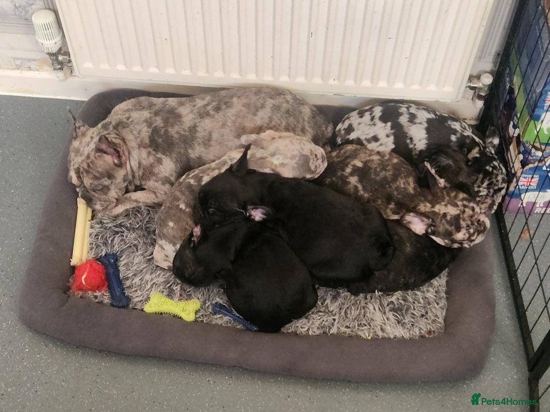 French Bulldog dogs for sale: Beautiful Puppy's For Sale  - Advert 6