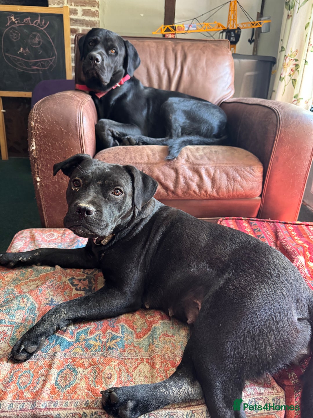 Mixed Breed dogs for sale: Staffordshire Labrador Cross - Image 3