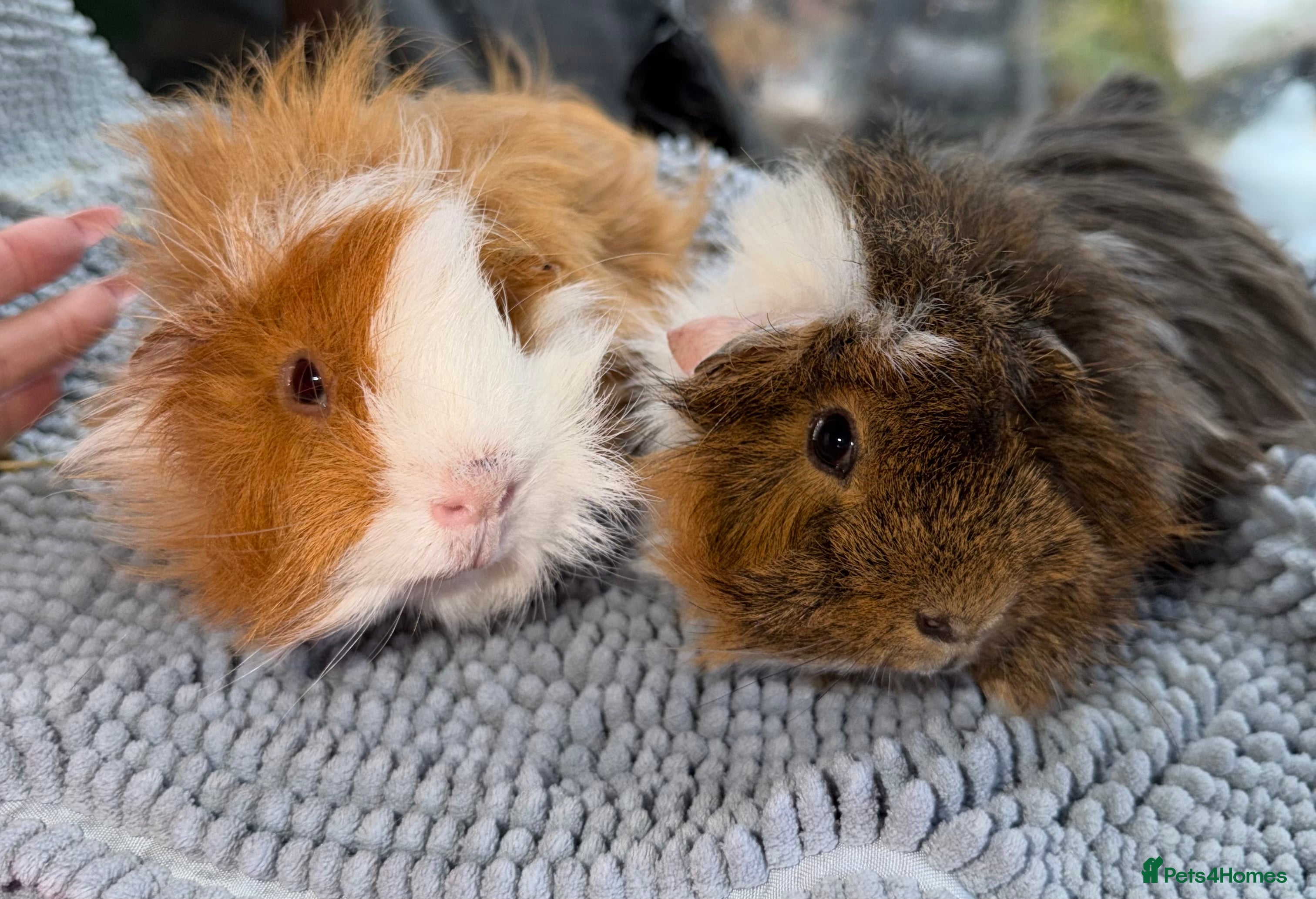 Guinea Pig rodents Ready now, baby guinea pigs. Girls available  - Advert 16