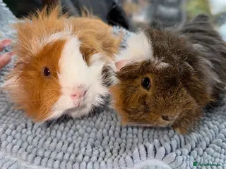 Guinea Pig rodents Ready now, baby guinea pigs. Girls available - Advert 16