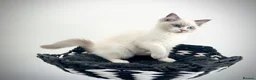 Ragdoll cats for sale: Only one kitten left! Don’t miss out! - Advert 14