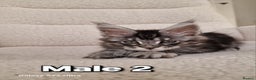 Maine Coon cats for sale: Pure Maine coon - Advert 12