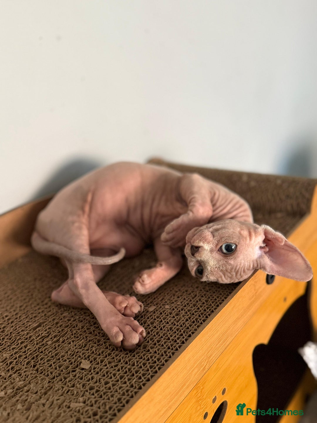 Sphynx cats for sale: Beautiful Sphynx Kittens Available  - Image 19