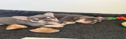 French Bulldog dogs for sale: Stunning 3rd generation French Bulldog puppies - Advert 13