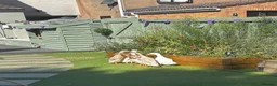 Ducks poultry for sale: x4 Indian runners and 2 cherry valley  in Bristol - Advert 1