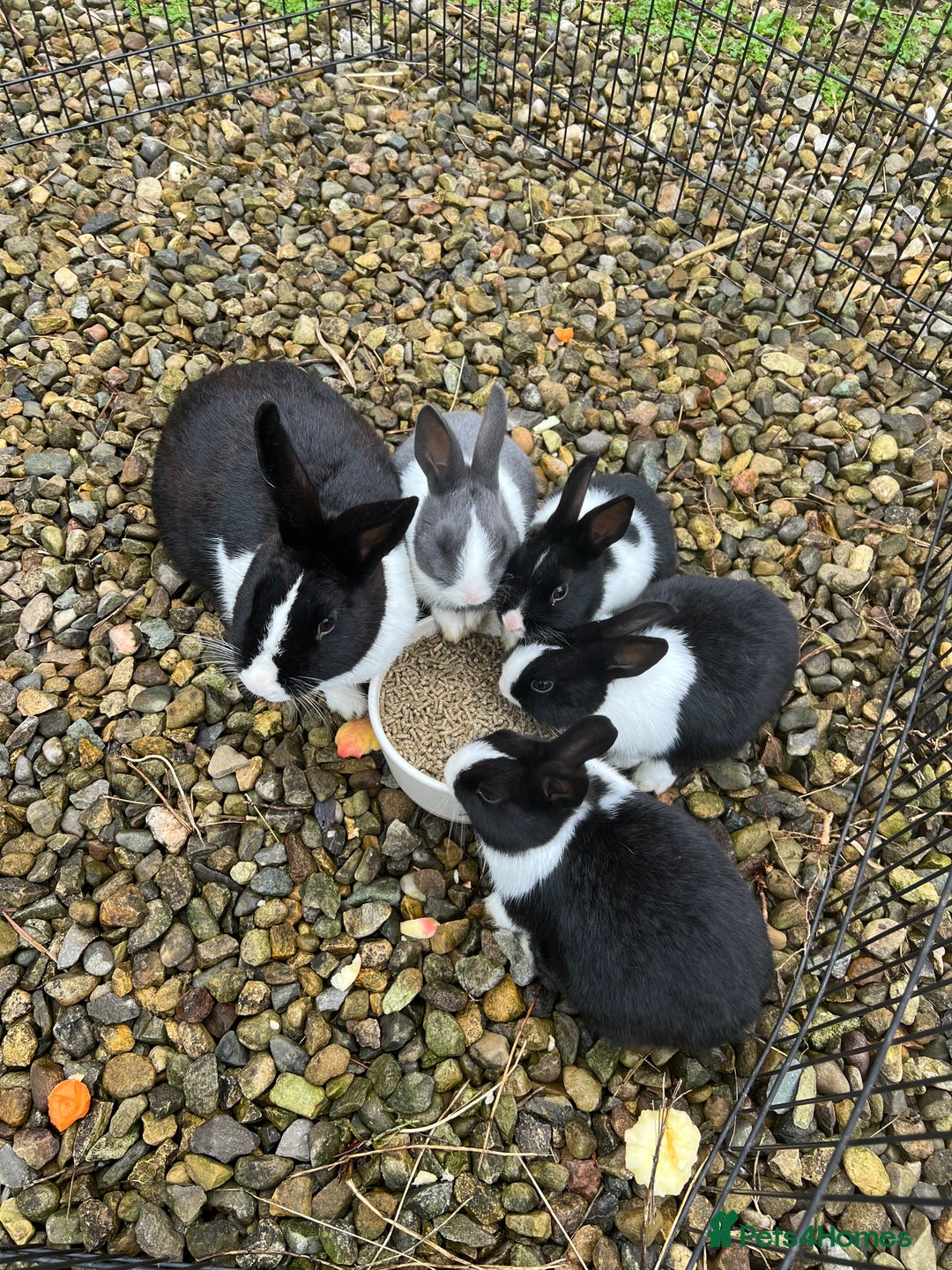 Dutch rabbits for sale: Dutch bunnies  - Advert 2