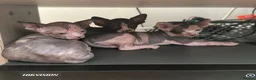 Sphynx cats for sale: Adorable sphinx kittens - Advert 15