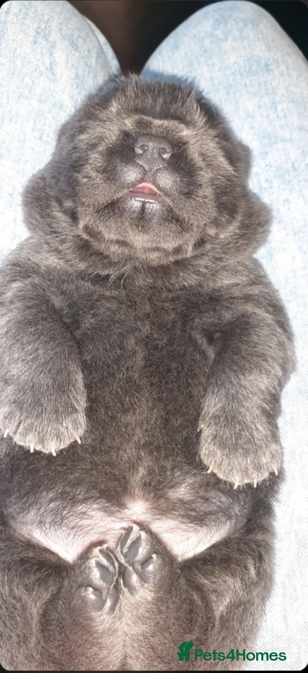 Chow Chow dogs for sale:  KC registered Chow Chow puppies for sale.🤗 - Image 5