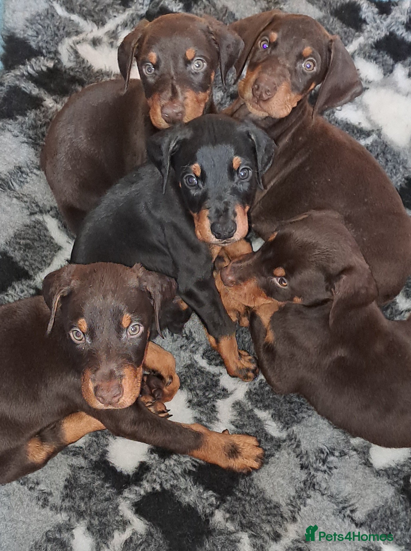 Dobermann dogs Doberman puppies  - Advert 3