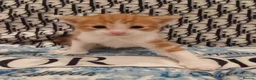 American Shorthair cats for sale: 6 gorgeous mix breed kittens  - Advert 23